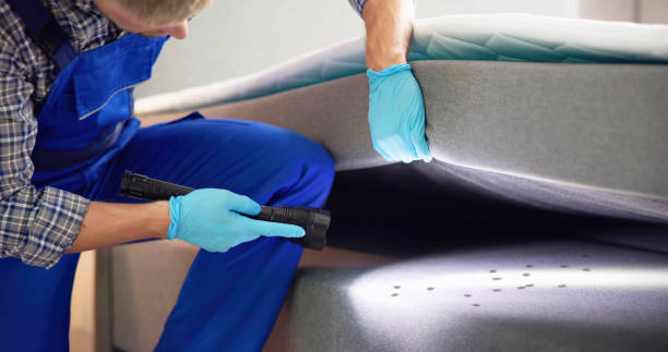 Best Mosquito Control Services  in Pine Island, MN
