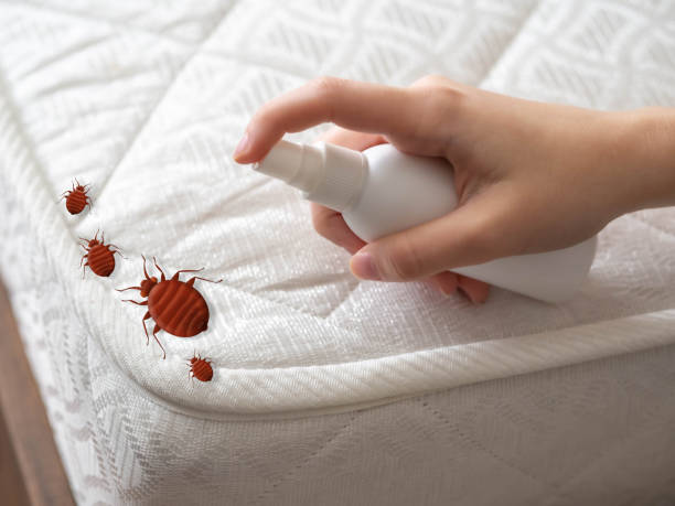 Best Termite Control Services  in Pine Island, MN