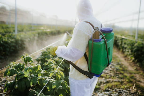 Best Pest Removal Services  in Pine Island, MN